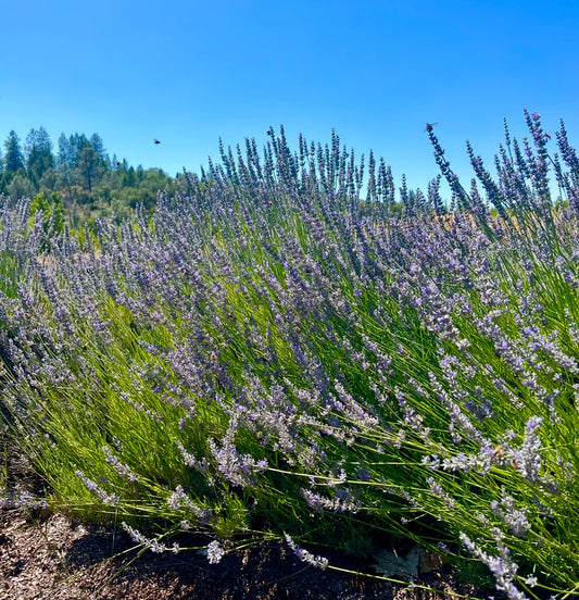 Bee flying over lavender field in bloom - Vibe Lavender