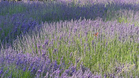 Why Butterflies Love Lavender—And Why You Should Too
