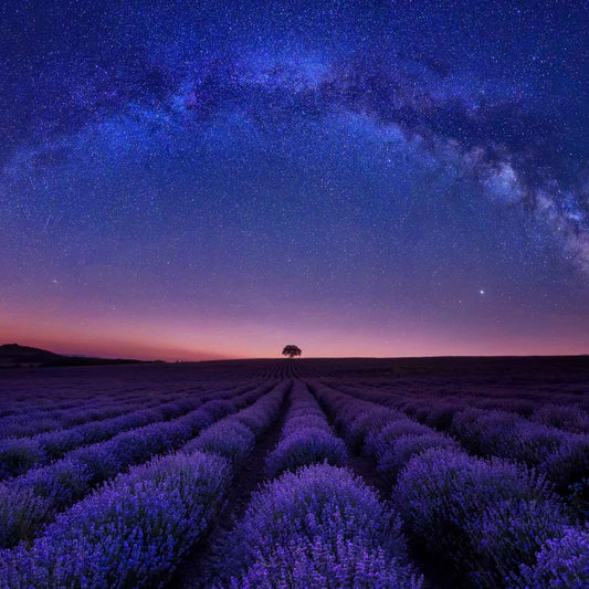 The Sleep Benefits of Lavender: Your Natural Solution for Restful Nights