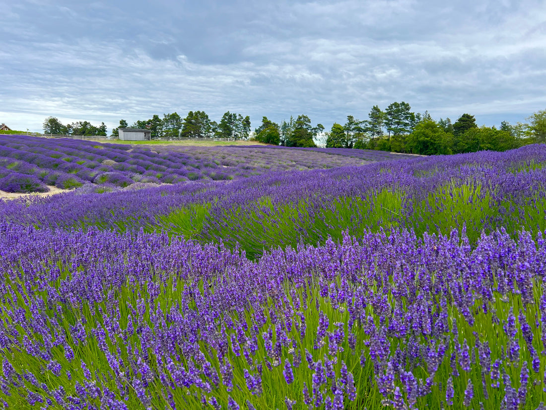 Presidents & Lavender: A Timeless Connection