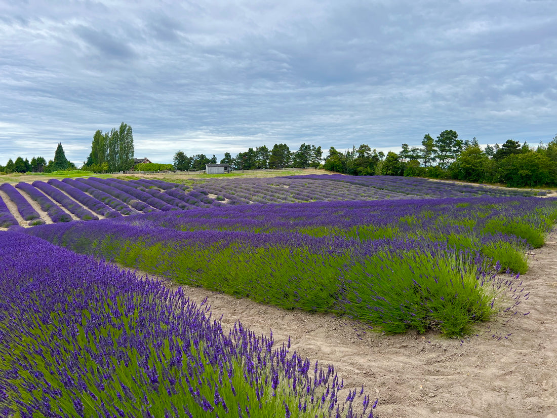 The Bold Truth About Lavender: Medical Facts