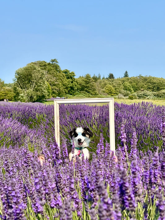 Is Lavender Essential Oil Good for Dogs? Here’s What You Need to Know